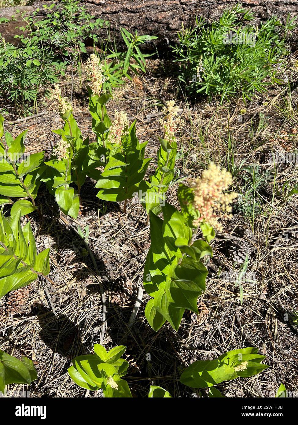 Solomon's Plume (Maianthemum racemosum), Plantae, Okanogan County, WA, USA, entweder ist mein Ausweis falsch oder das sieht ganz anders aus als die gleiche Art im Schatten, die ich gewohnt bin zu sehen. Blätter anders orientiert, vielleicht weil sie fast in voller Sonne sind? Stockfoto