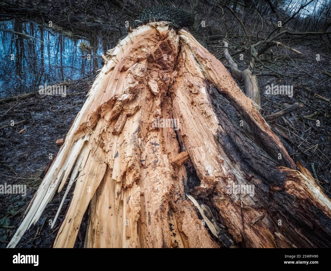 Ein gebrochener Baum im Wald. Die Folgen eines Sturmwindes. Konzept des Klimawandels. Stockfoto