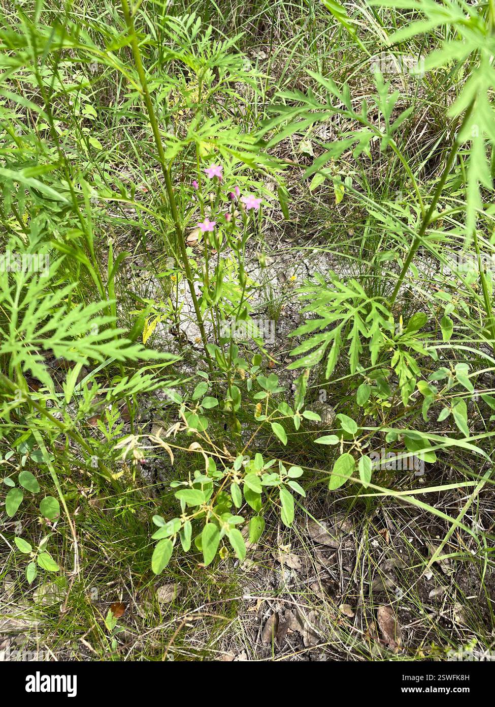 Slender Centaury (Centaurium tenuiflorum), Plantae, Temple, TX, USA Stockfoto