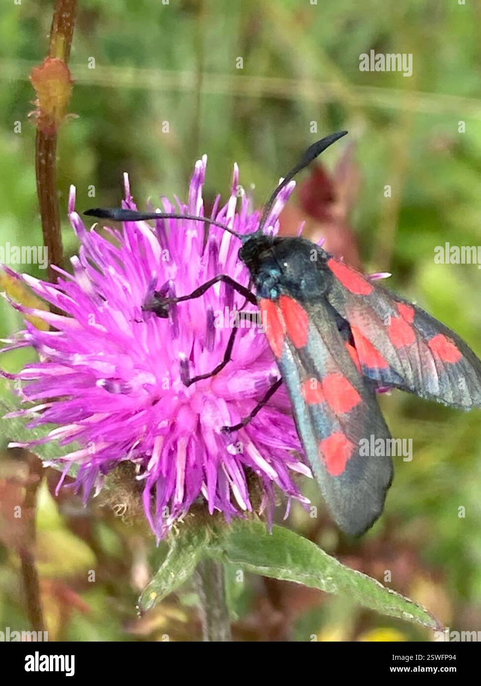 (Zygaena), Insecta, Cranborne Chase AONB, Shaftesbury, England, GB Stockfoto