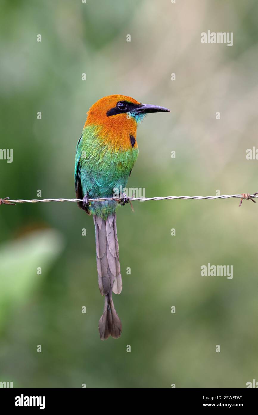 Das Breitschnabel-Motmot Electron platyrhynchum ist ein Vogel der Familie der Momotidae Stockfoto