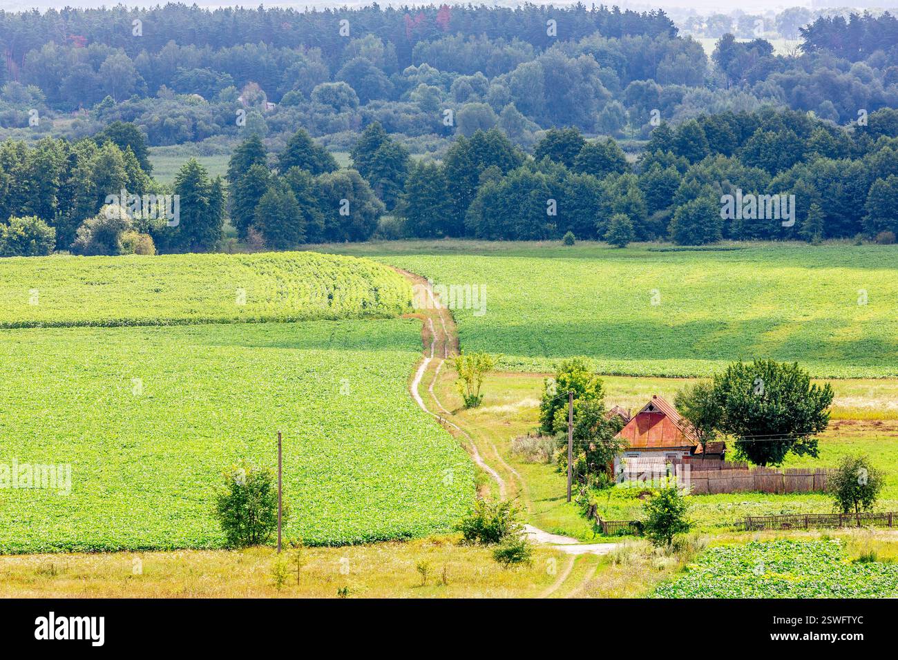 Eine gewundene Schotterstraße führt durch grünes Ackerland und führt zu einem rustikalen Bauernhaus, umgeben von Bäumen, mit einem dichten Wald im Hintergrund. Stockfoto