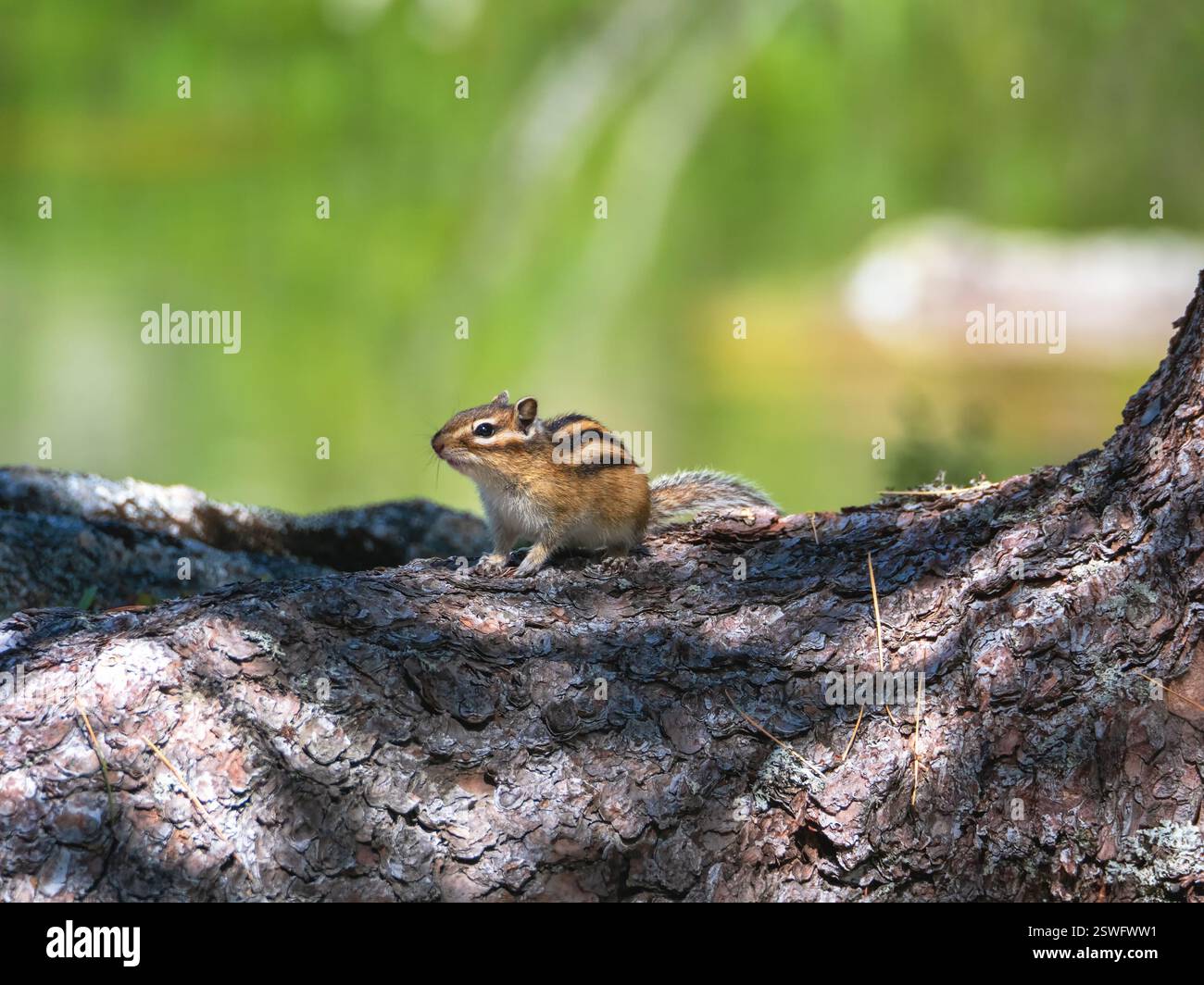 Lustiges Streifenhörnchen auf einem Felsen erhob seine Pfote vor dem Hintergrund von saftigem Waldgrün. Wildtierfoto. Stockfoto