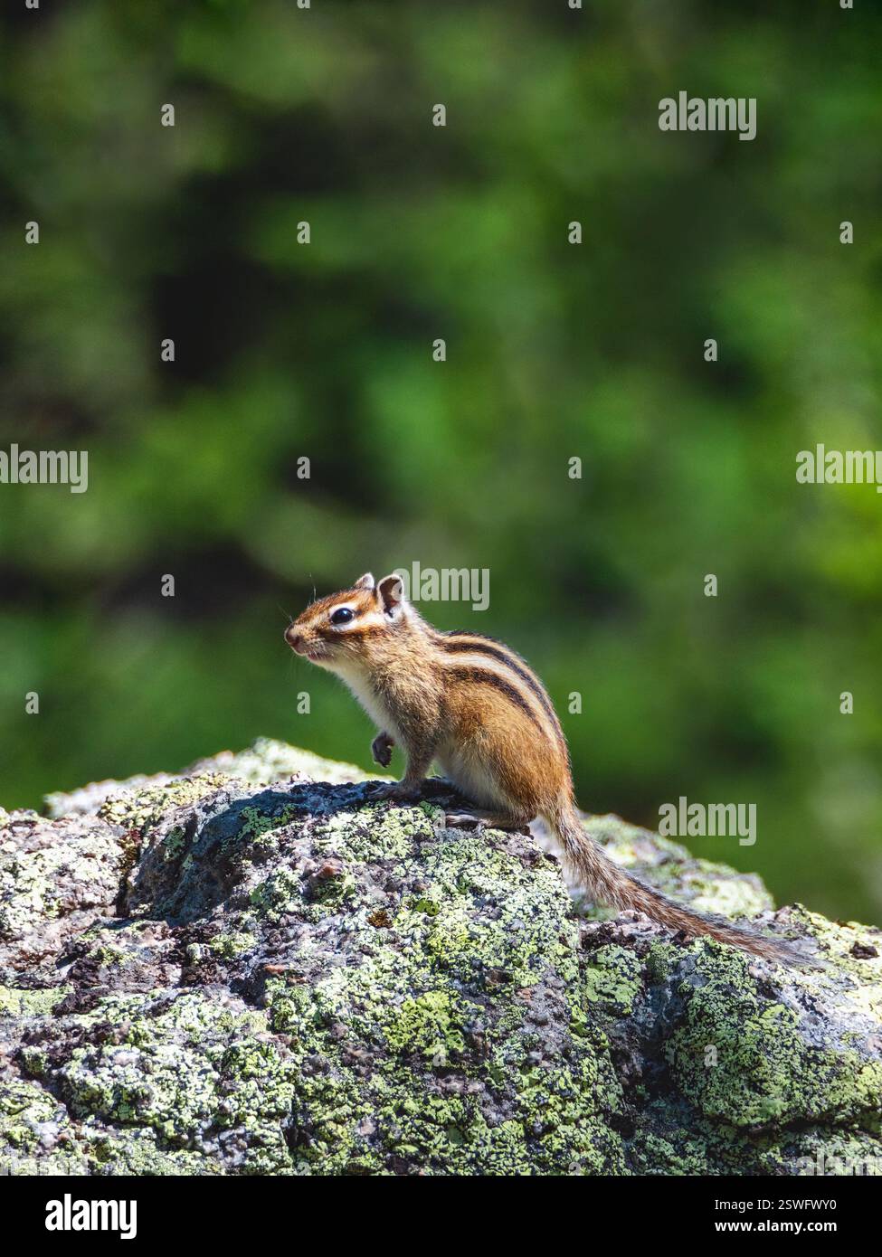 Lustiges Streifenhörnchen auf einem Felsen erhob seine Pfote vor dem Hintergrund von saftigem Waldgrün. Wildtierbild, vertikale Ansicht. Stockfoto