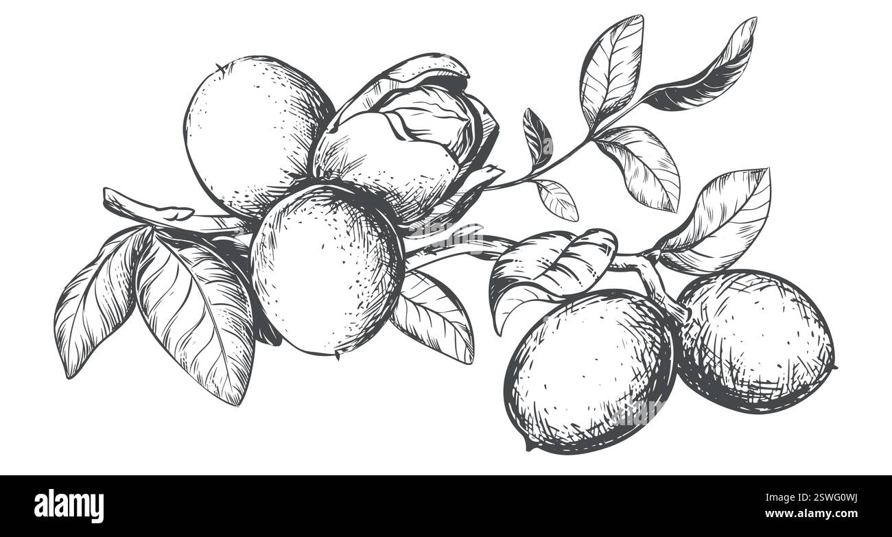 Ast Walnüsse horizontal gezeichnet. Vektorillustration in der Gravurtechnik. Zutat für Nusspaste, Öl, Likör. Für Verpackungsdesign. Lineare Zeichnung in Tinte. Stock Vektor