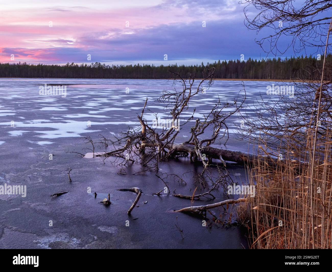Abendliche Winter frostige Landschaft mit einem gefrorenen Baum im See. Stockfoto Abendliche Winter frostige Landschaft mit einem gefrorenen Baum im See. Stockfoto