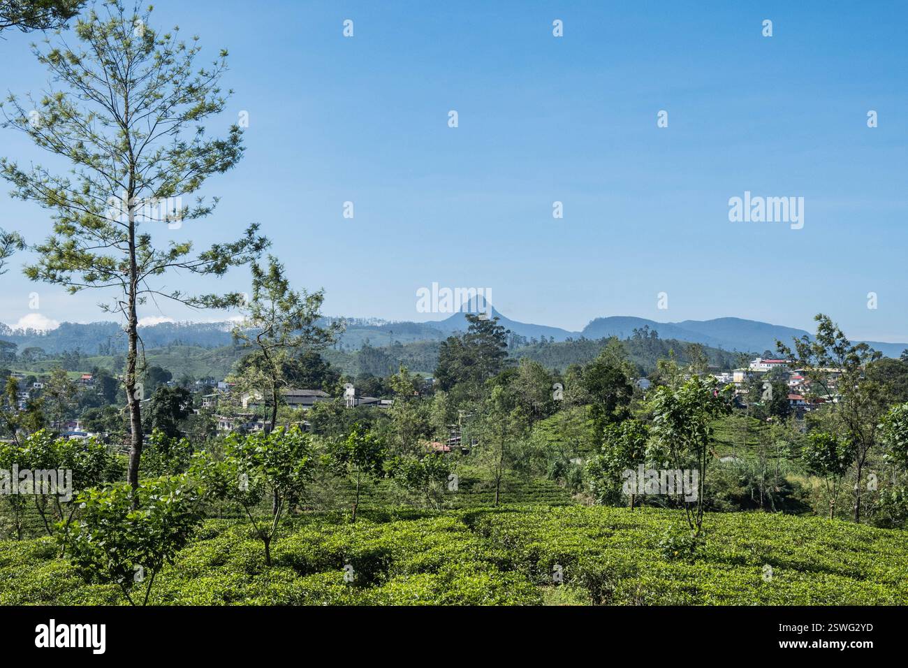 Blick auf Mount Adams vom Pekoe Trail, Hatton, Sri Lanka Stockfoto
