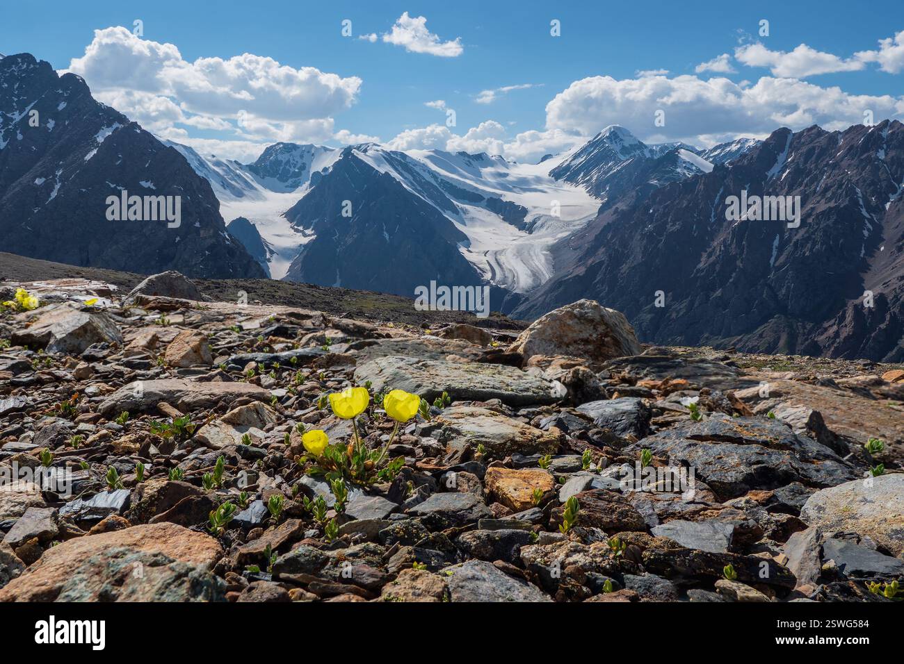 Alpengelber Mohn blüht vor dem Hintergrund hoher schneebedeckter Berge und Gletscher. Die harte Natur des Hochlandrückens Stockfoto