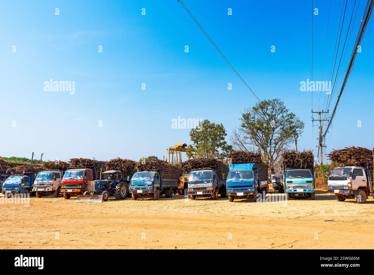 Eine Gruppe von Lkws und ein Traktor, die auf einem sandigen Boden geparkt sind und alle mit großen Mengen Zuckerrohr beladen sind. Die Fahrzeuge sind in einer Reihe angeordnet. Stockfoto