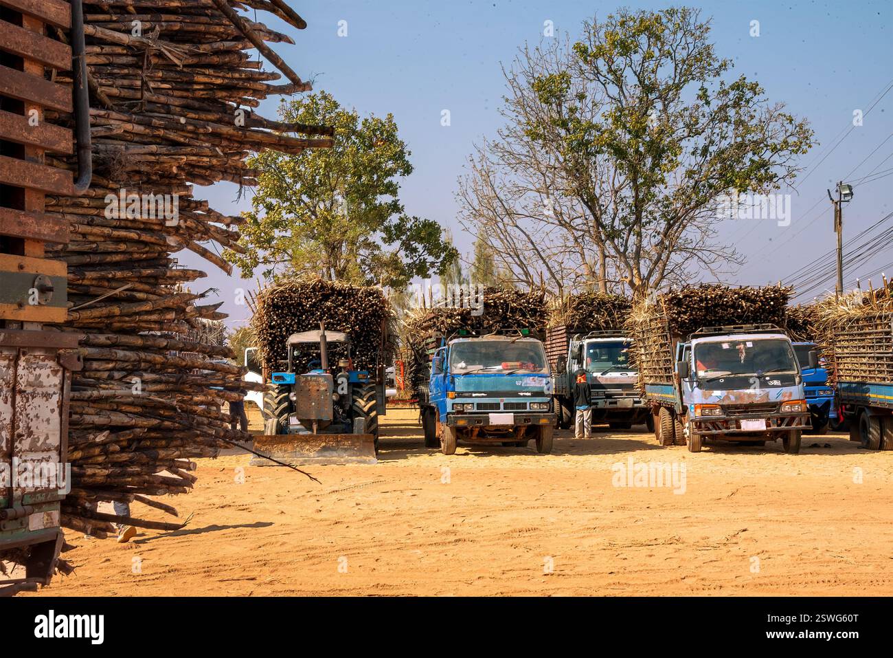 Eine Gruppe von Lkws und ein Traktor, die auf einem sandigen Boden geparkt sind und alle mit großen Mengen Zuckerrohr beladen sind. Die Fahrzeuge sind in einer Reihe angeordnet. Stockfoto
