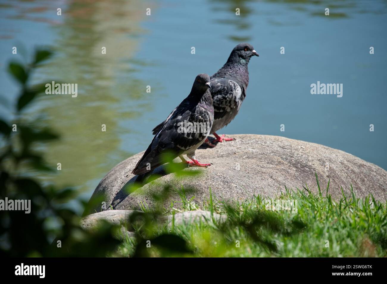 Zwei Tauben auf dem Felsen in der Nähe des Sees Stockfoto