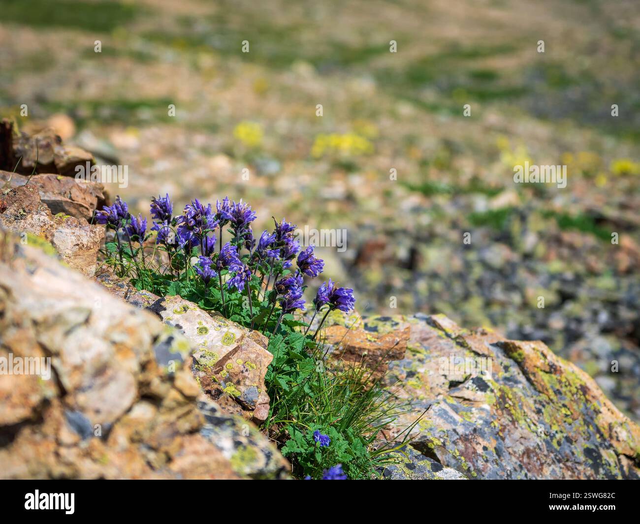 Selektiver Fokus. Hintergrund der purpurnen Bergblumen. Üppige lila Blumen Büsche Dracocephalum imberbe, Kopierraum. Stockfoto