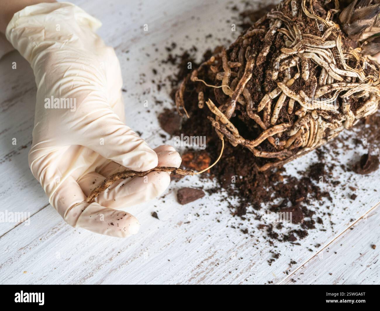Hände trennen beschädigte erkrankte Orchideenwurzeln auf einem Tisch, Nahaufnahme. Nahaufnahme der kranken Wurzeln der Orchidee. Die Pflanze braucht einen Transpla Stockfoto