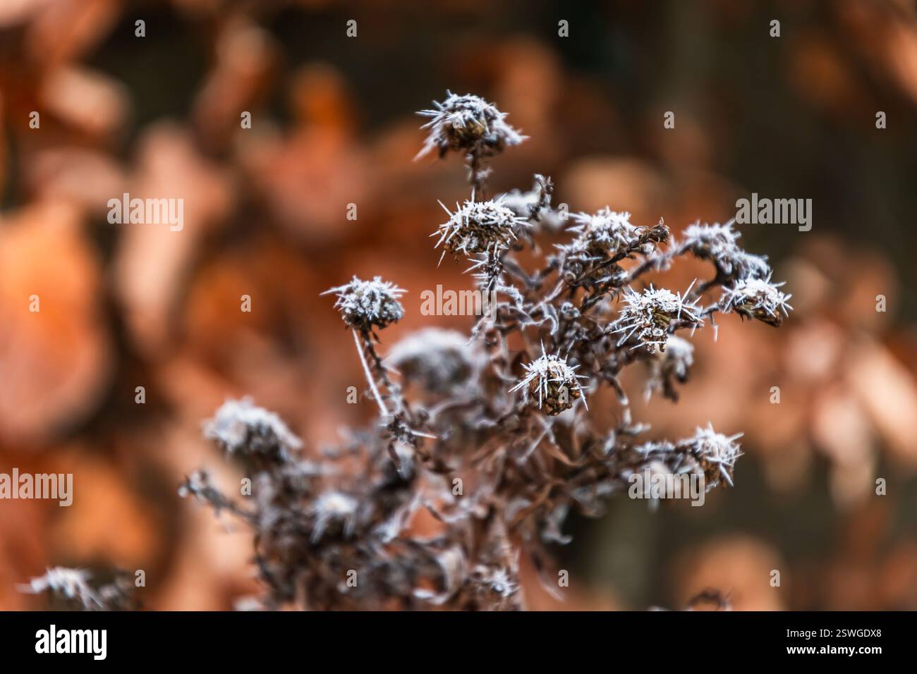 Frostige Äste an einem kalten, sonnigen Wintertag Stockfoto