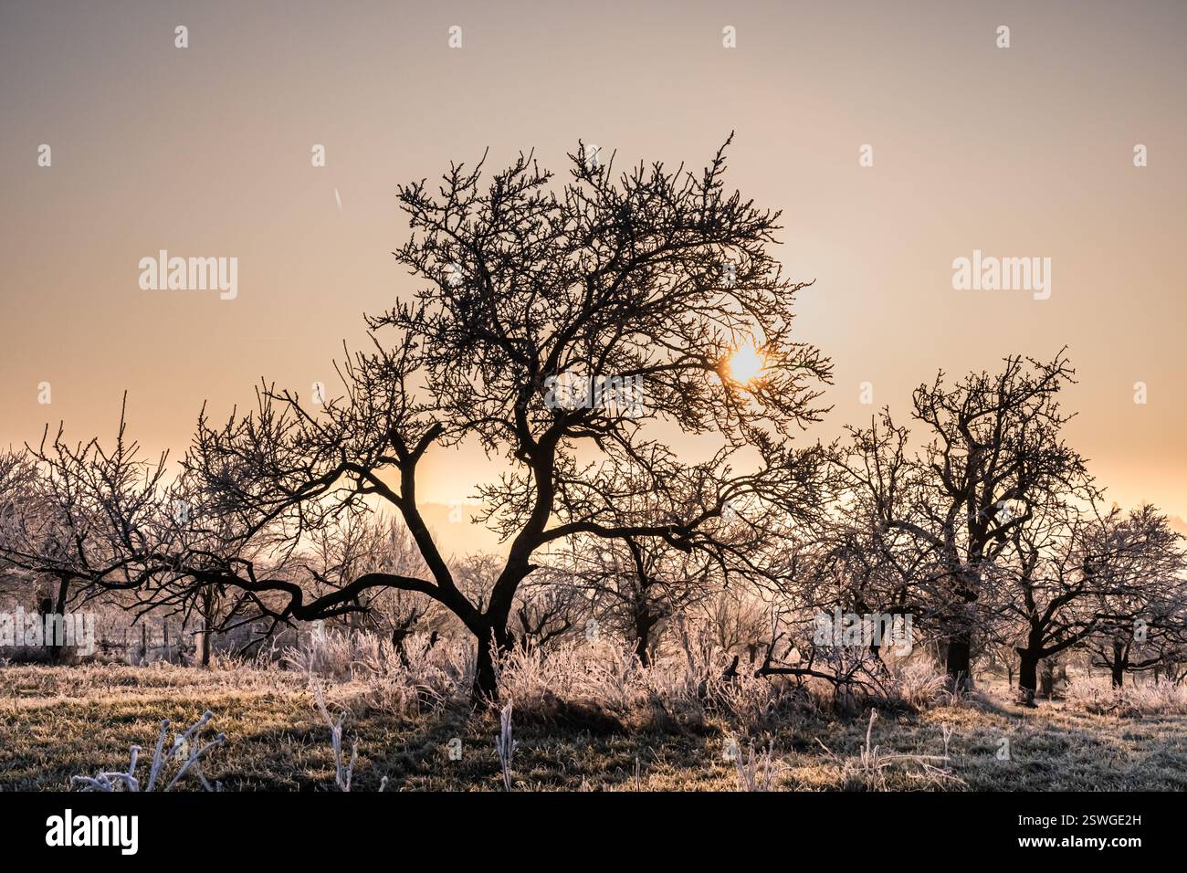 Landschaft mit Büschen und Gräsern an einem frostigen frühen Wintermorgen Stockfoto