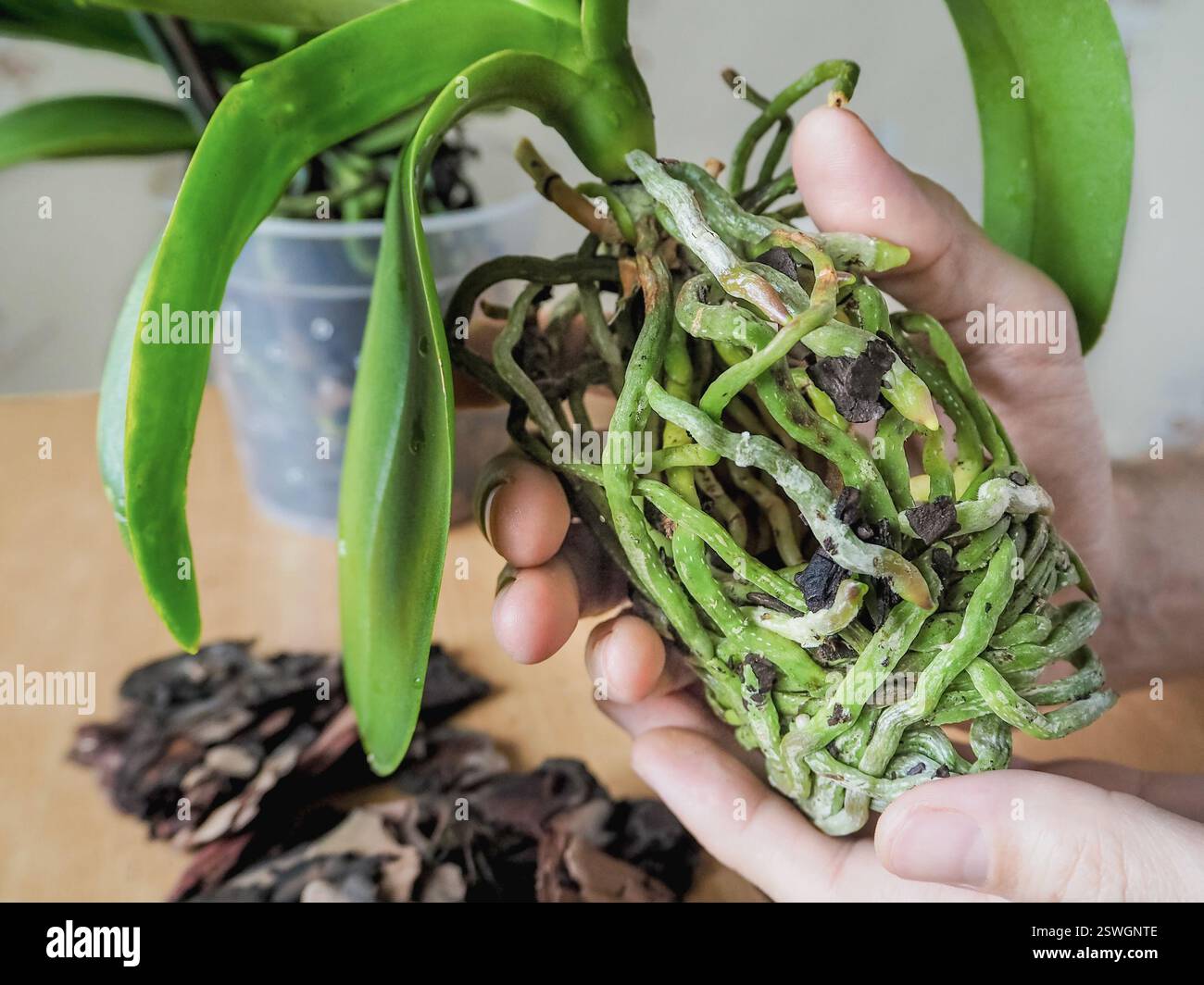 Transplantation von Orchideen. Gesunde Pflanzenwurzeln. Gesunde Wurzeln von Orchideen. Stockfoto