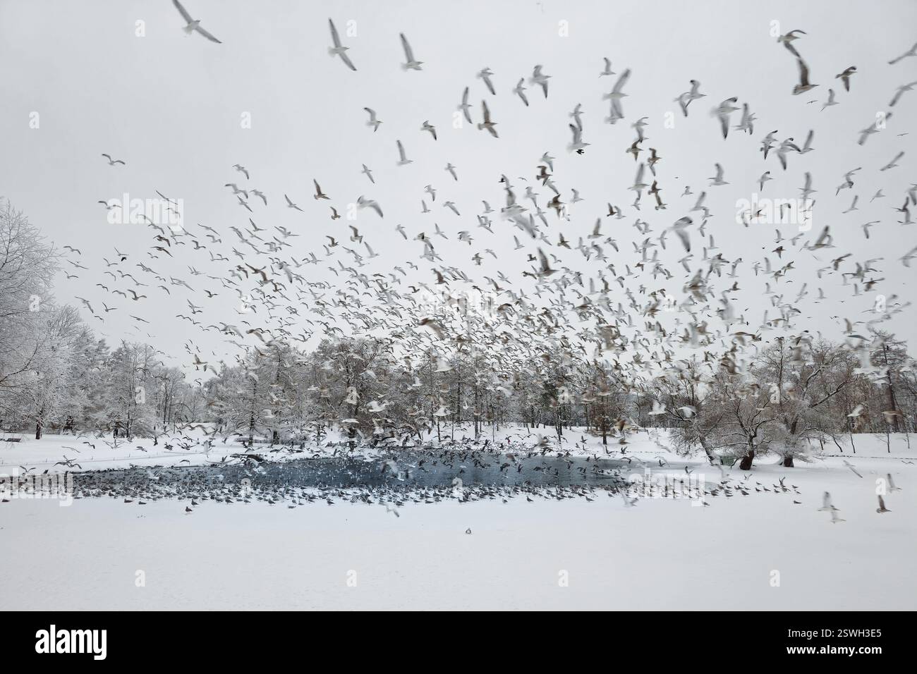 Karneval der Möwen über einem verschneiten Park See. Überwinterung von Vögeln. Große Gruppe von Möwen in Bewegung. Mystische Morgenlandschaft Stockfoto