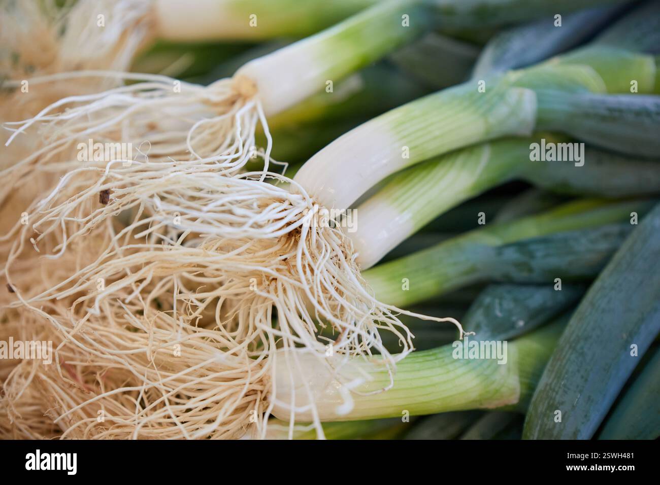 Nahaufnahme der frischen japanischen Scallion oder Negi Stockfoto