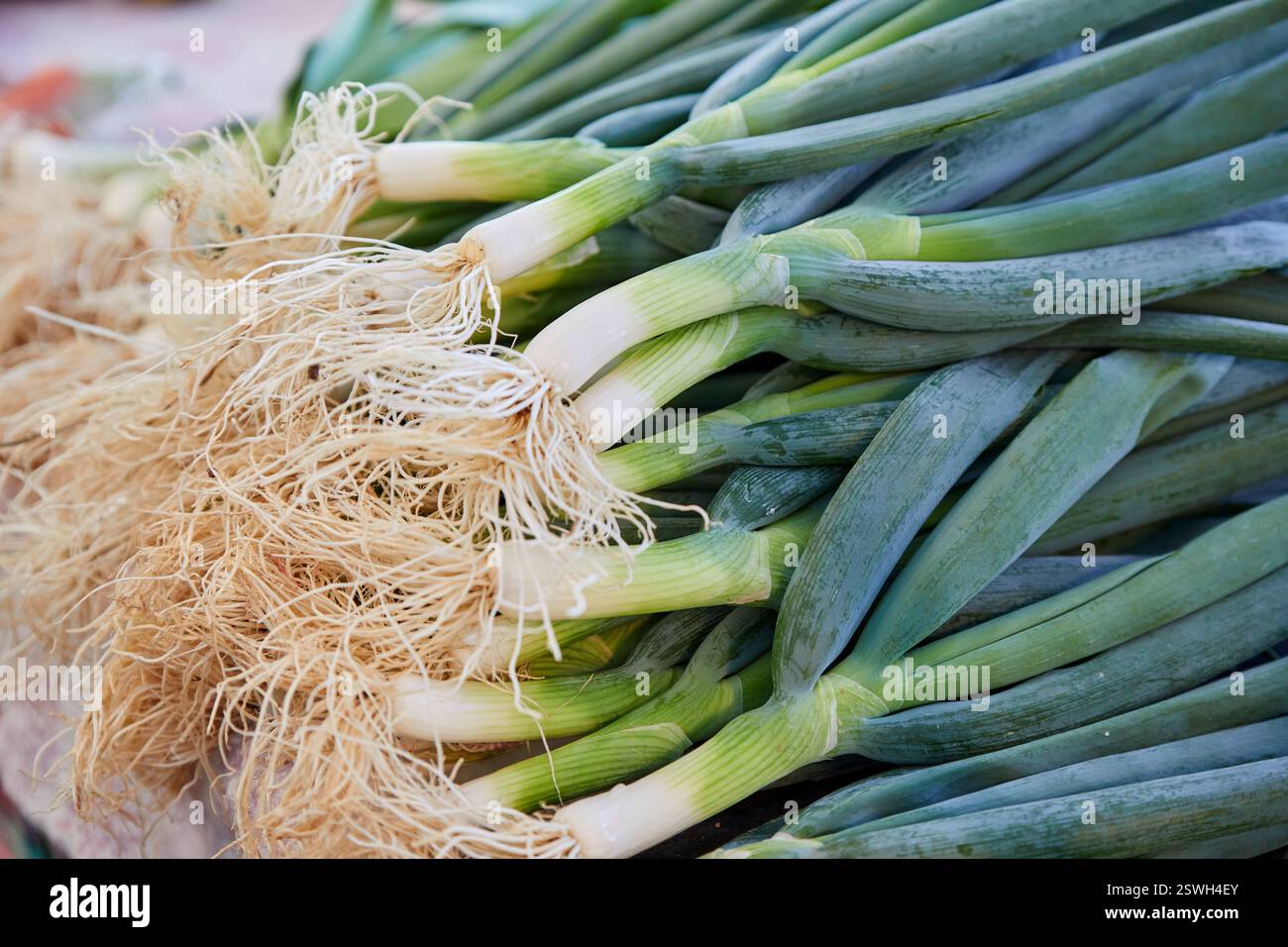 Nahaufnahme der frischen japanischen Scallion oder Negi Stockfoto
