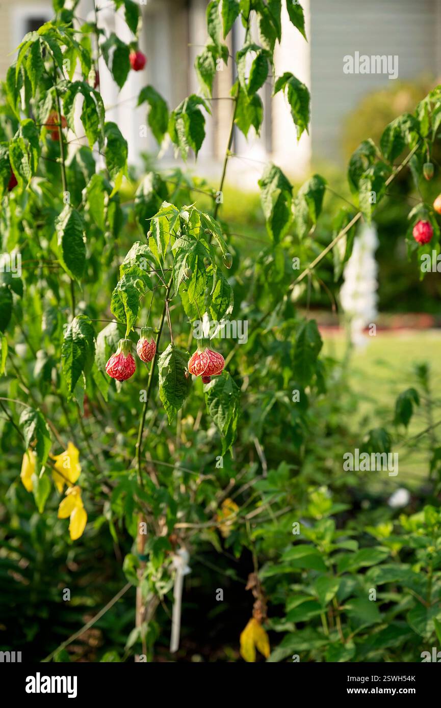 Abutilon Pflanze mit roten hängenden Blumen in einem üppig grünen Garten Stockfoto