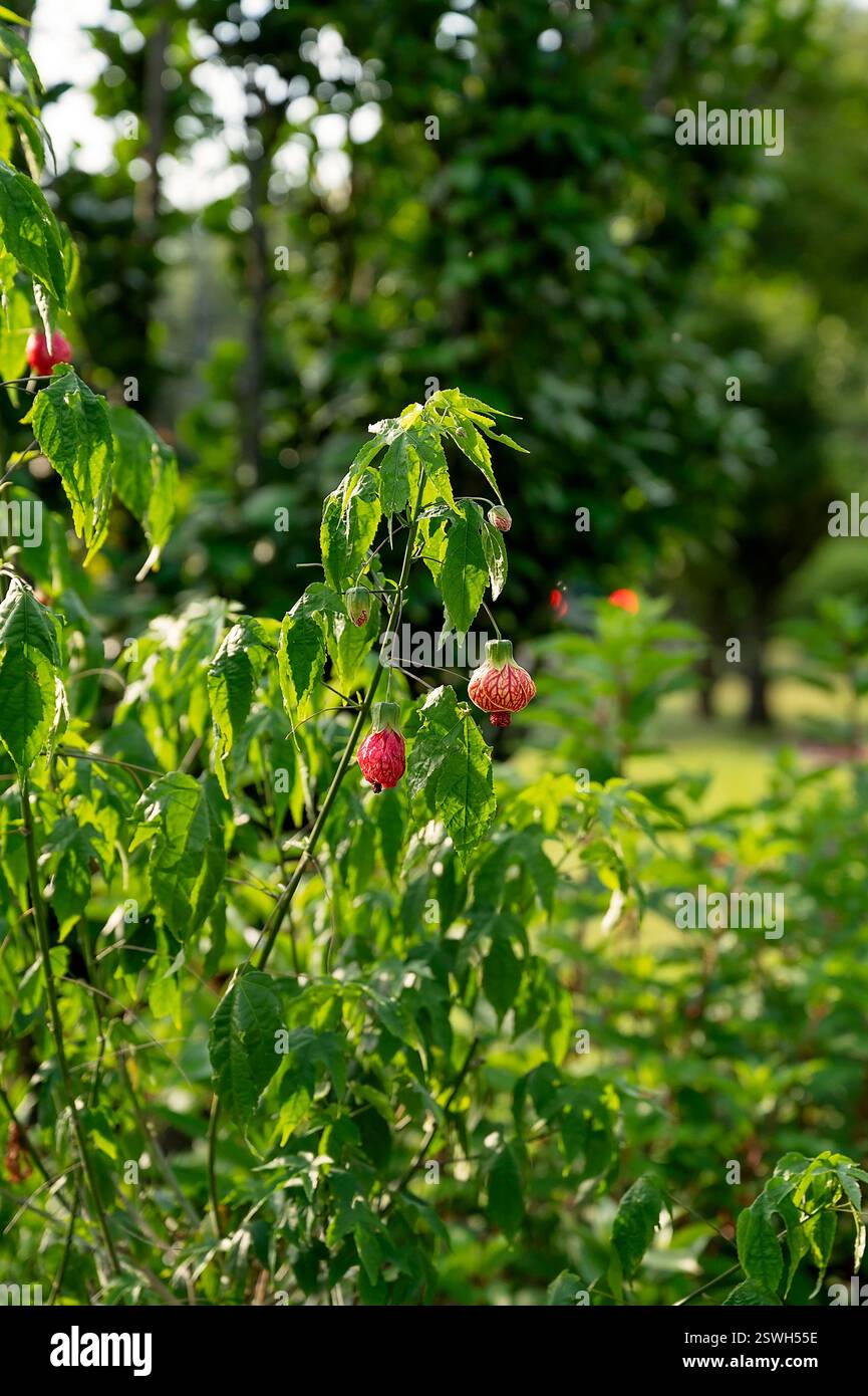 Abutilon-Pflanze mit roten hängenden Blumen in einem sonnendurchfluteten Garten Stockfoto
