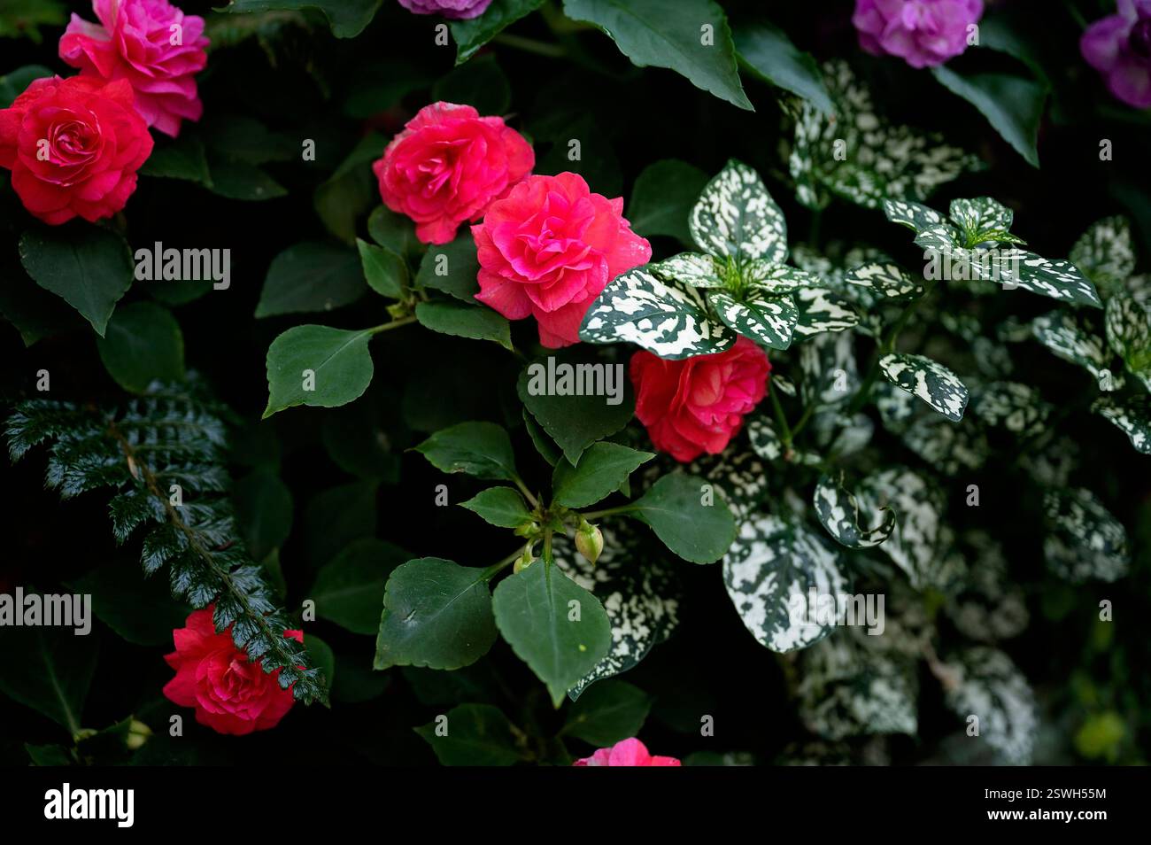 Leuchtendes Pink mit sattem Grün und vielseitigem Laub Stockfoto