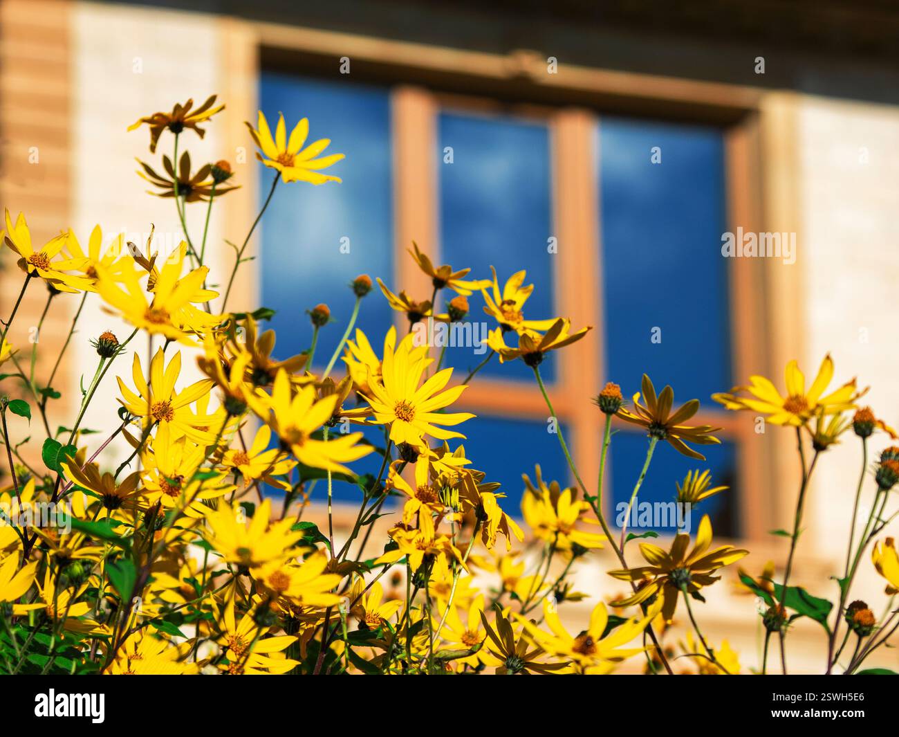 Jerusalem Artischocken (Erdapfel) Blumen, Topinambour Blumen im Garten Stockfoto