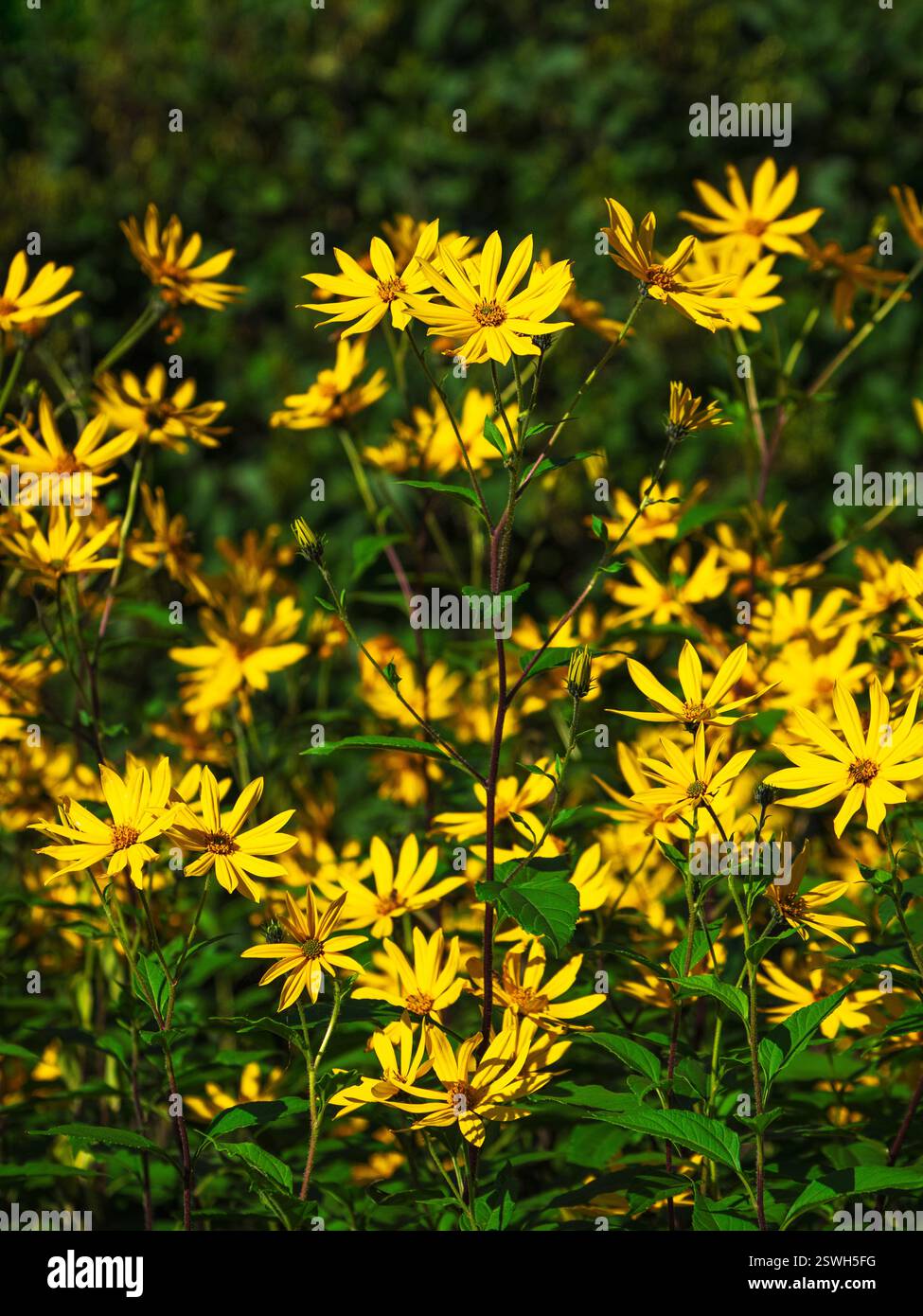 Jerusalem Artischocken (Erdapfel) Blumen, Topinambour Blumen im Garten Stockfoto