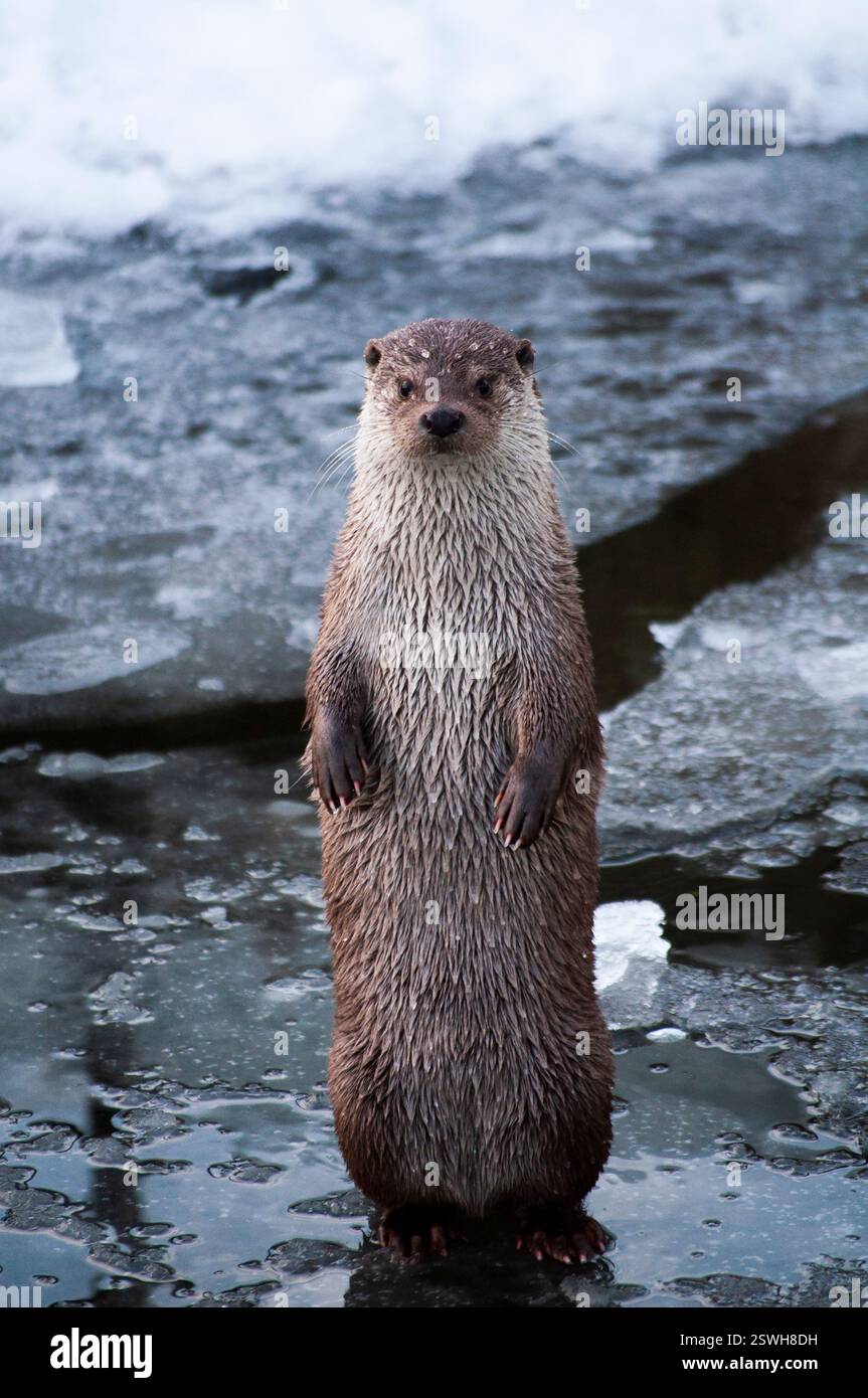 Sea Otter steht aufrecht auf eisiger Wasseroberfläche Stockfoto