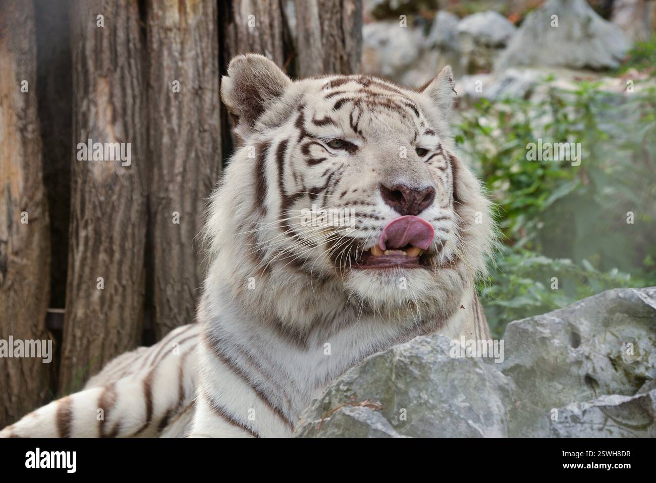 Lustiger Weißer Tiger, Der Sich Den Mund Leckt Stockfoto