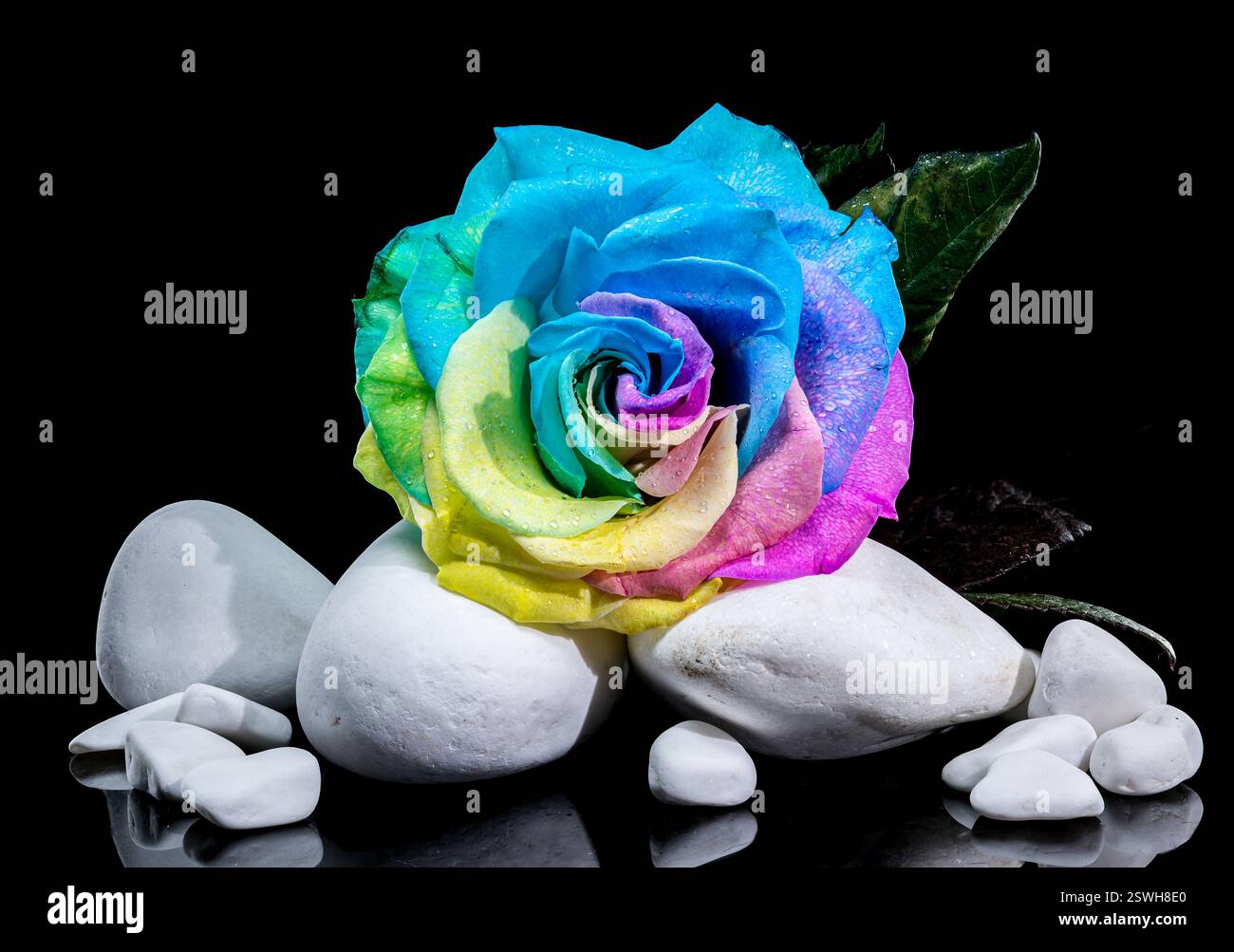 Regenbogenrose mit Tautropfen auf weißen Steinen und schwarzem Hintergrund Stockfoto