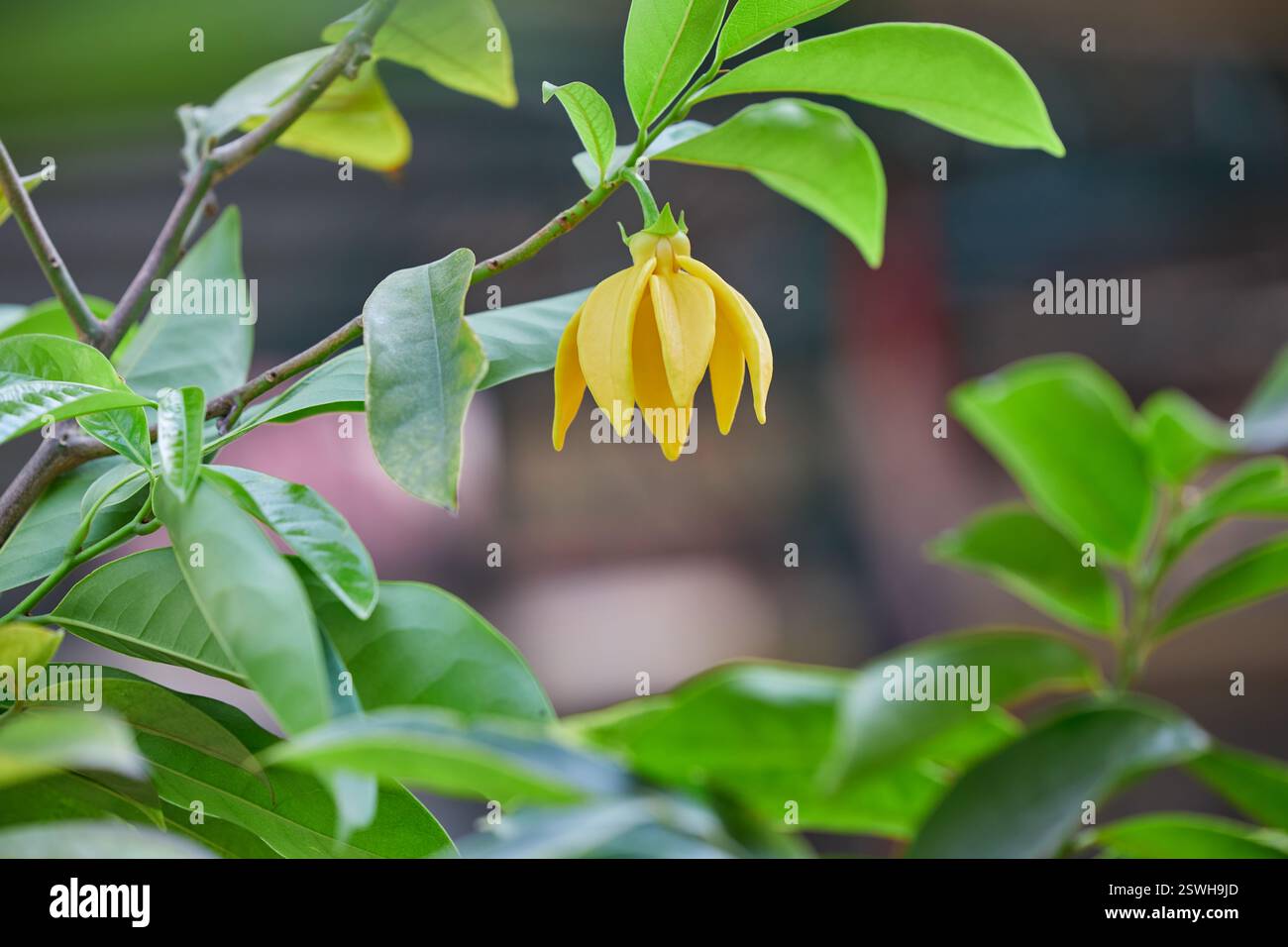 Nahaufnahme der gelb kletternden Ylang-Ylang-Blume, die auf einem Baum blüht Stockfoto
