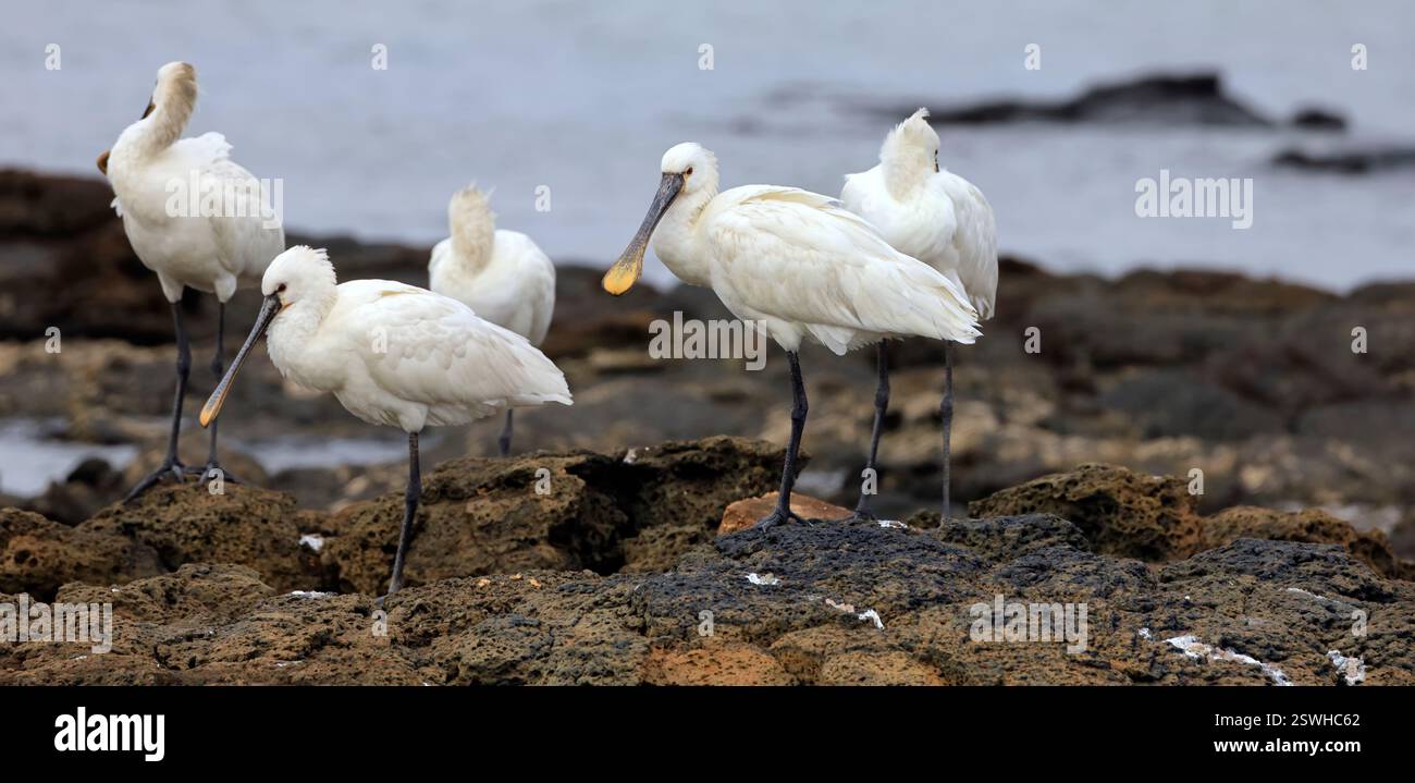 Eine Gruppe von ausgewachsenen Löffeln, Platalea leucorodia in El Cotillo, Fuerteventura, Kanarischen Inseln, aufgenommen im Dezember 2024. Stockfoto