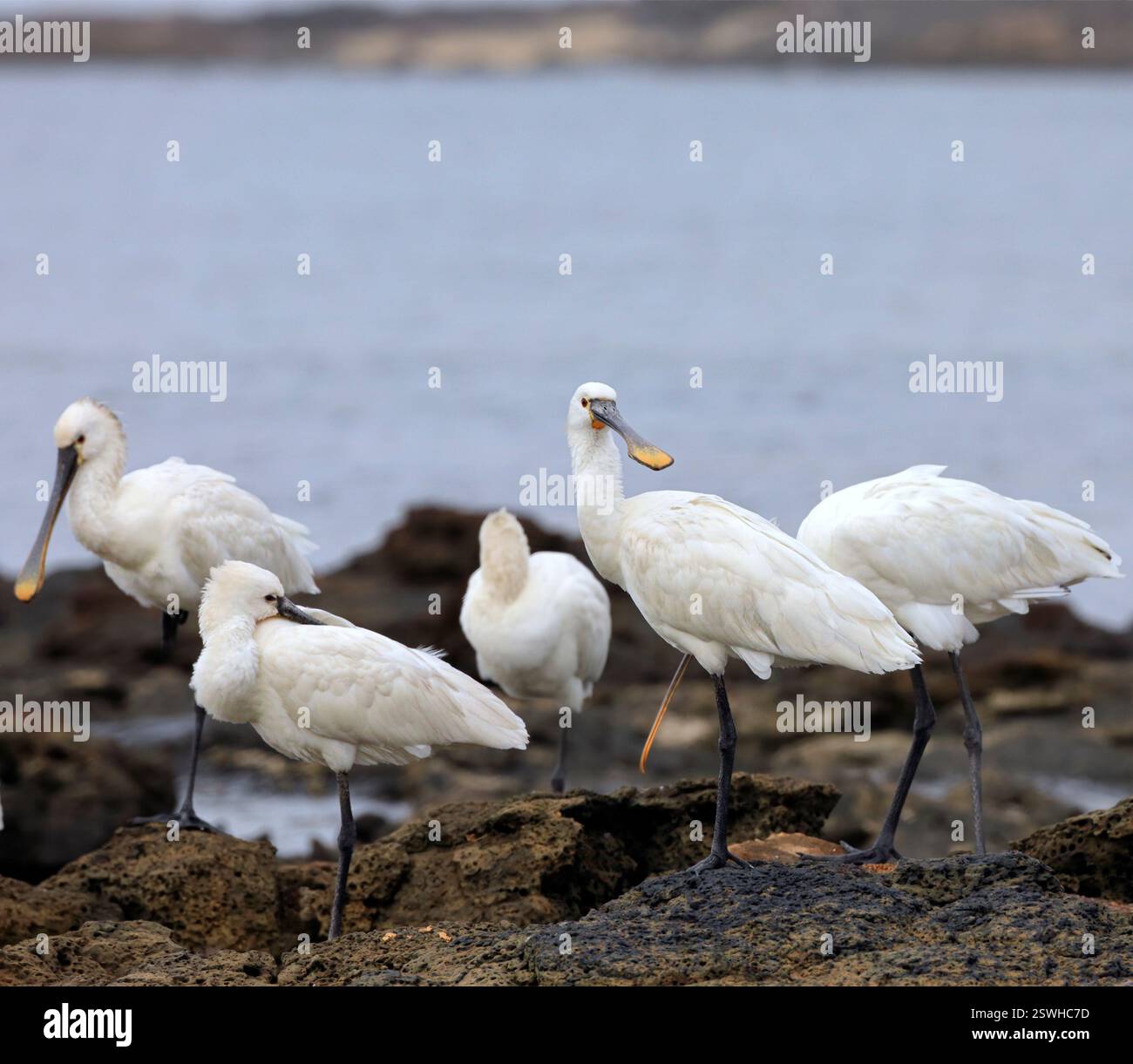 Eine Gruppe von ausgewachsenen Löffeln, Platalea leucorodia in El Cotillo, Fuerteventura, Kanarischen Inseln, aufgenommen im Dezember 2024. Stockfoto