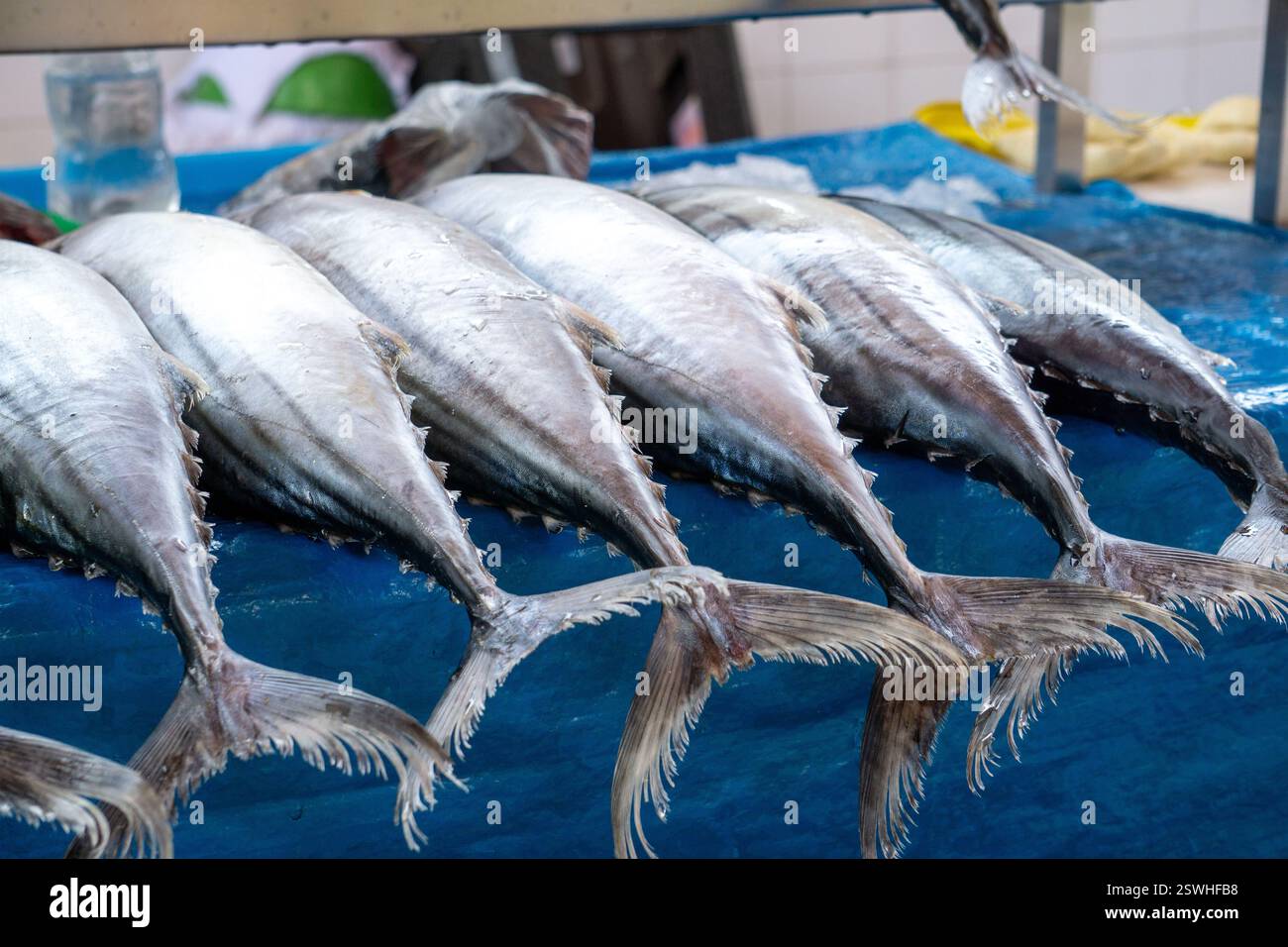 Frischer Thunfisch auf einem Fischmarkt mit natürlicher Farbe und Textur, perfekt für Meeresfrüchte und Rezepte Stockfoto