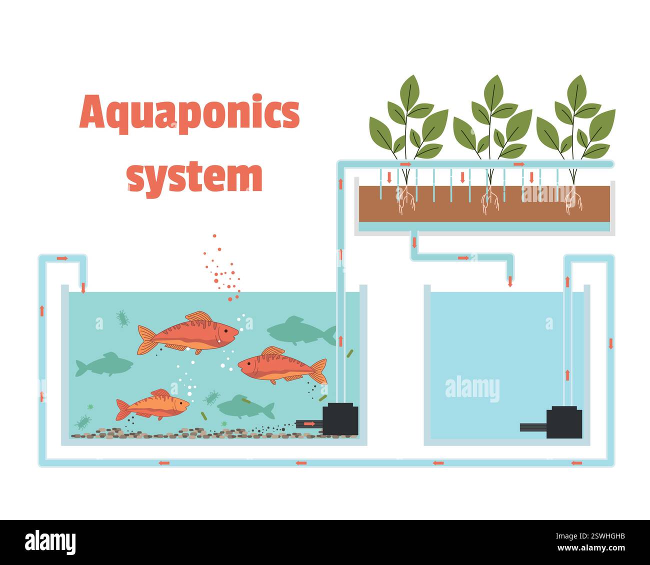 Wie das Aquaponics-System funktioniert. Aquaponik-System in der Smart-Farming-Methode Fluss von Wasser und Nährstoffen unter Verwendung von Fischen im Diagrammverfahren. Vektor Stock Vektor