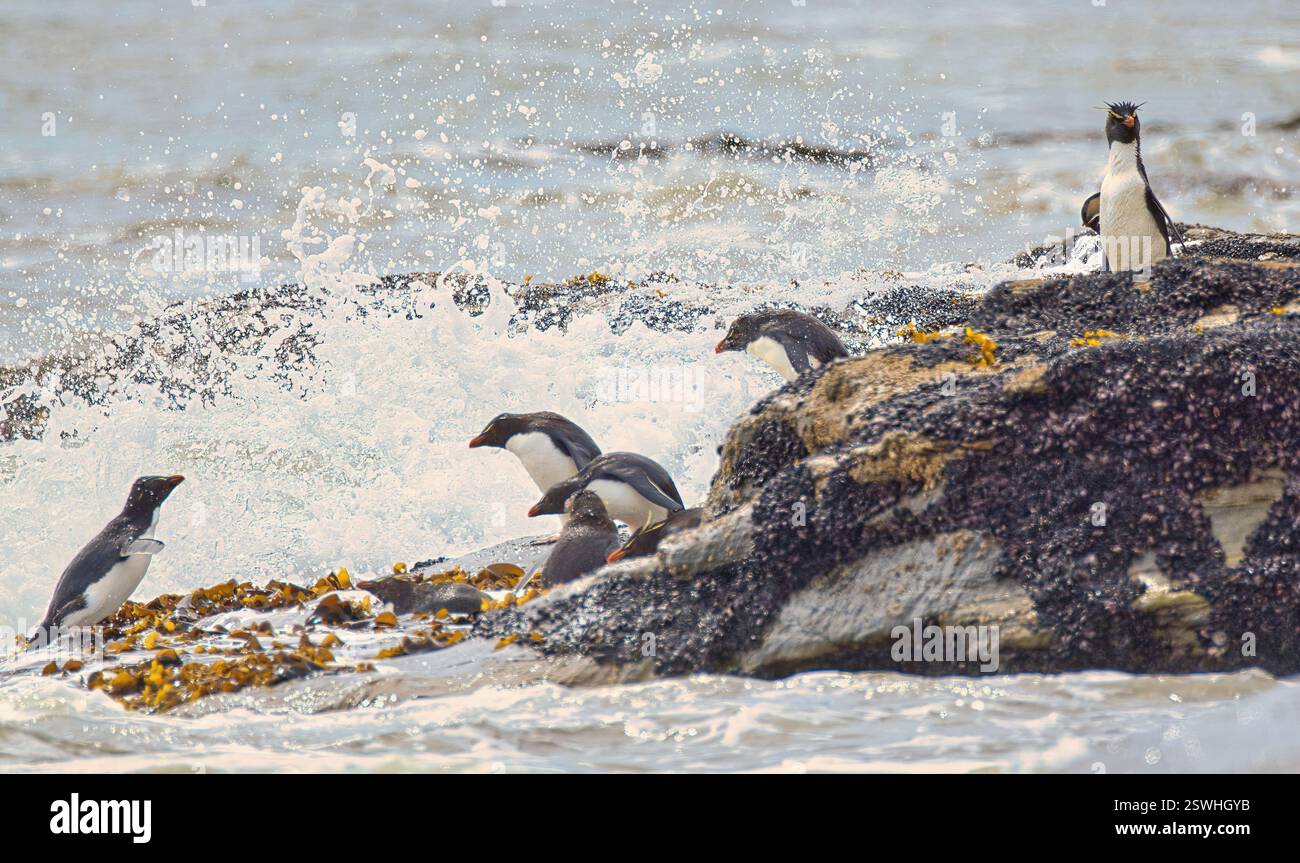 Rockhopper-Pinguine im und aus dem Meer auf den Falklandinseln. Stockfoto