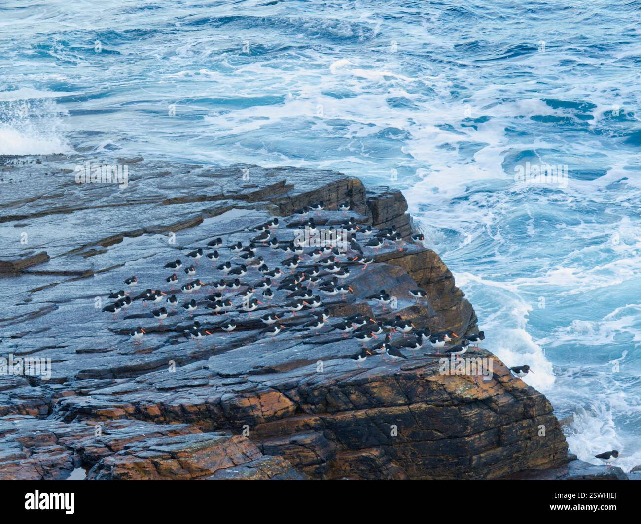 Austernfänger an der Yesnaby Küste, Orkney Stockfoto