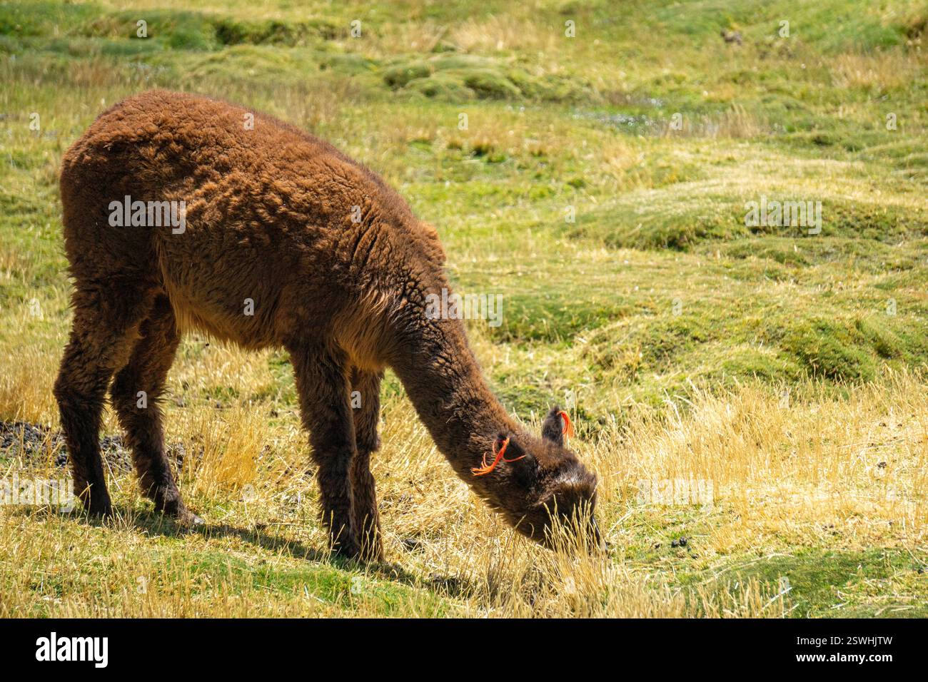 Peruanisches Lama posiert für eine detaillierte Nahaufnahme inmitten der atemberaubenden ländlichen Landschaften Stockfoto