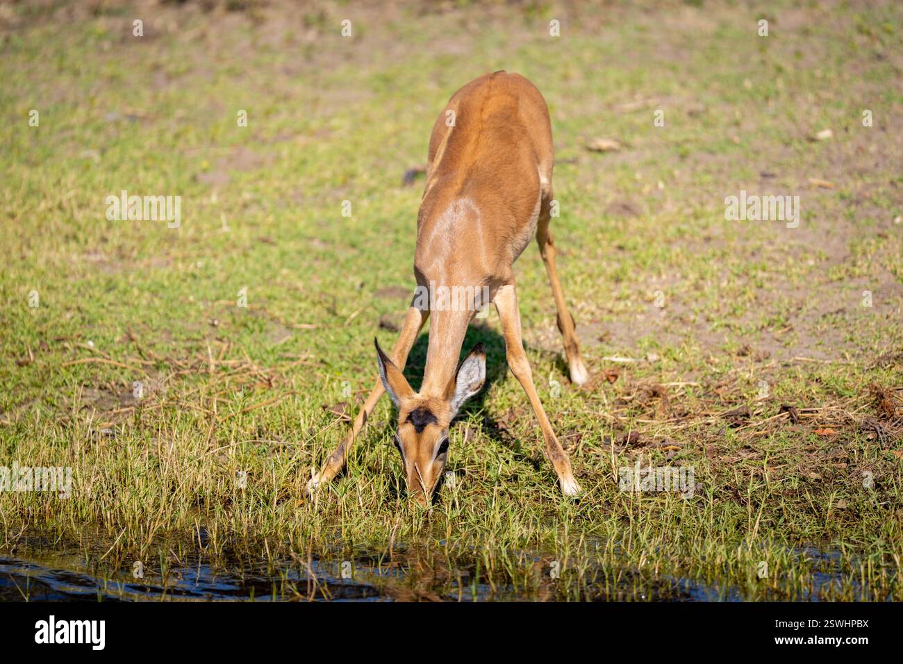 Weibliche Impala steht und spreizt Vorderbeine zum Trinken Stockfoto