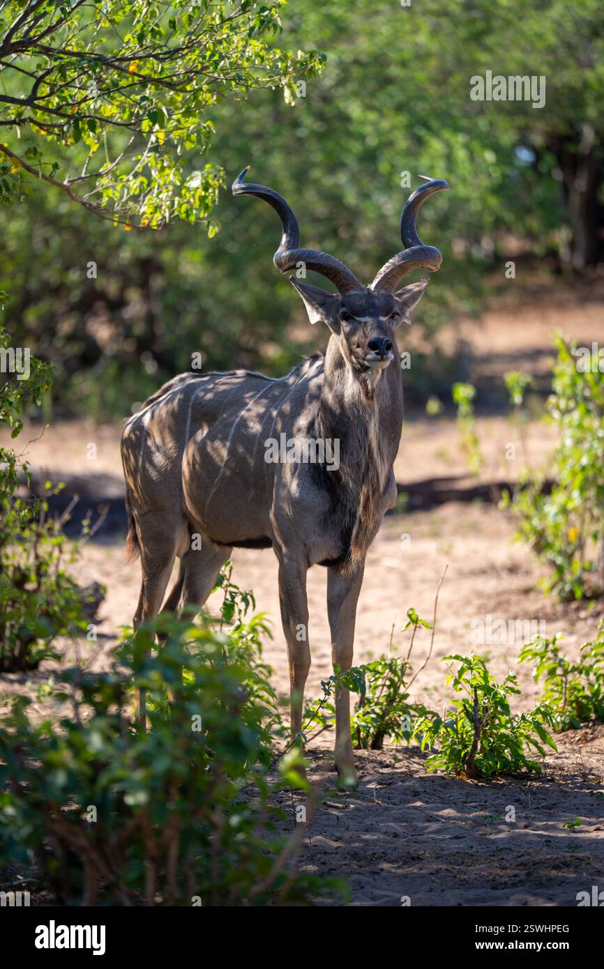 Männlicher Großkudu steht unter einem schattenspendenden Baum Stockfoto