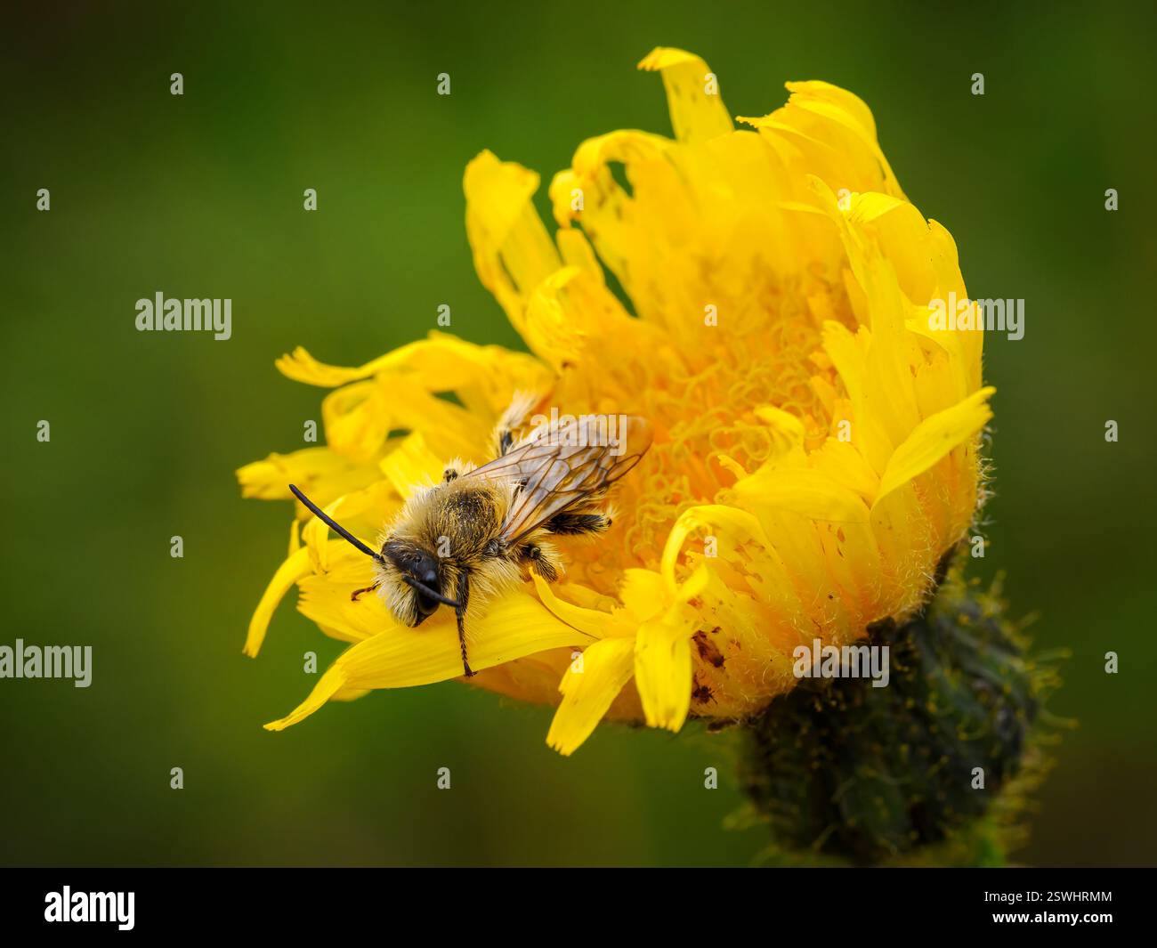 Pantaloon Bee; Hairy Legged Mining Bee; Dasypoda hirtipes; ein erwachsener männlicher Biene, der in einer Krautblume schläft Stockfoto