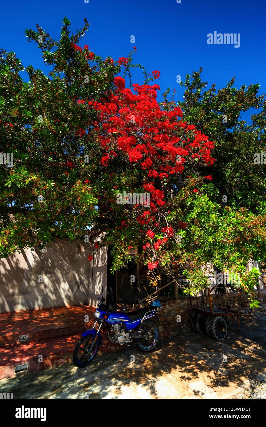 Blaues Motorrad parkt auf einer Dorfstraße. Coche Island, Venezuela. Straßenlandschaft Lateinamerikas. Bunte Blumen auf der Straße. Stockfoto Blaues Motorrad parkt auf einer Dorfstraße. Coche Island, Venezuela. Straßenlandschaft Lateinamerikas. Bunte Blumen auf der Straße. Stockfoto