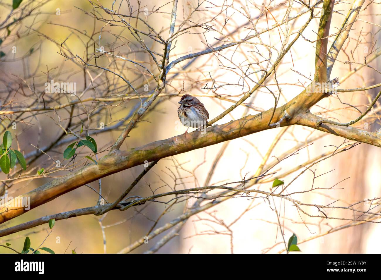 Das Lied Spatzen (Melospiza melodia), einheimische Spatzen in Nordamerika Stockfoto