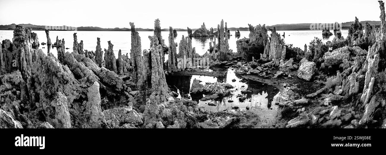 Schwarzweißfoto eines Waldes mit einem See im Hintergrund. Die Bäume sind hoch und das Wasser ist ruhig Stockfoto