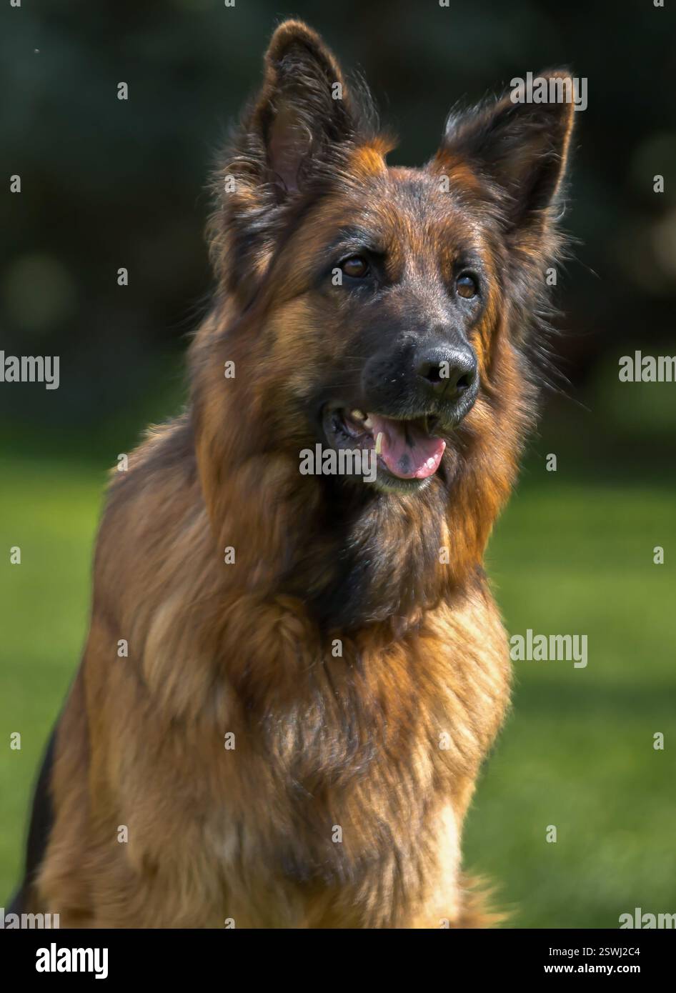 Der Deutsche Schäferhund ist ein sehr treuer Freund, Stolz, Liebe, Stärke, Partner, Glück, Intelligenz, Schönheit, Anmut und all das und vieles mehr über sie Stockfoto