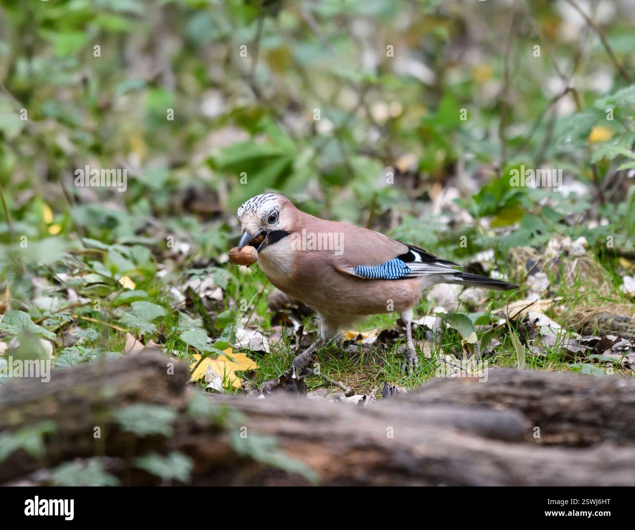 Der Eurasier jay Garrulus glandarius sammelt Eicheln auf Waldboden, Cleveland, England, Großbritannien, Oktober. Stockfoto