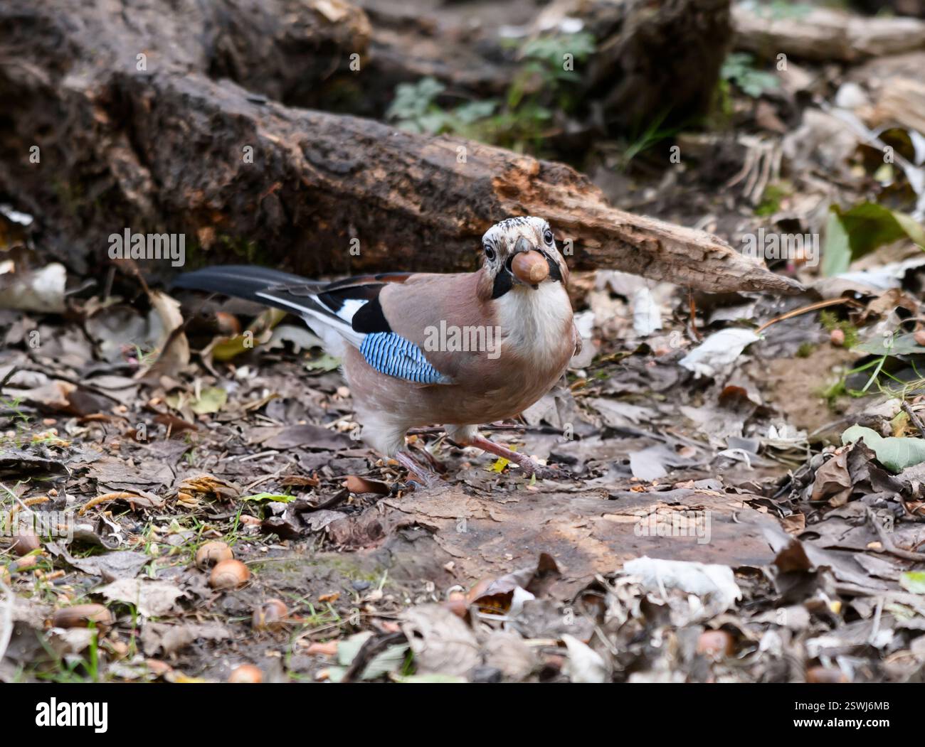 Eurasier jay Garrulus glandarius, auf der Suche nach Eicheln auf Waldboden, Cleveland, England, Großbritannien, Oktober. Stockfoto