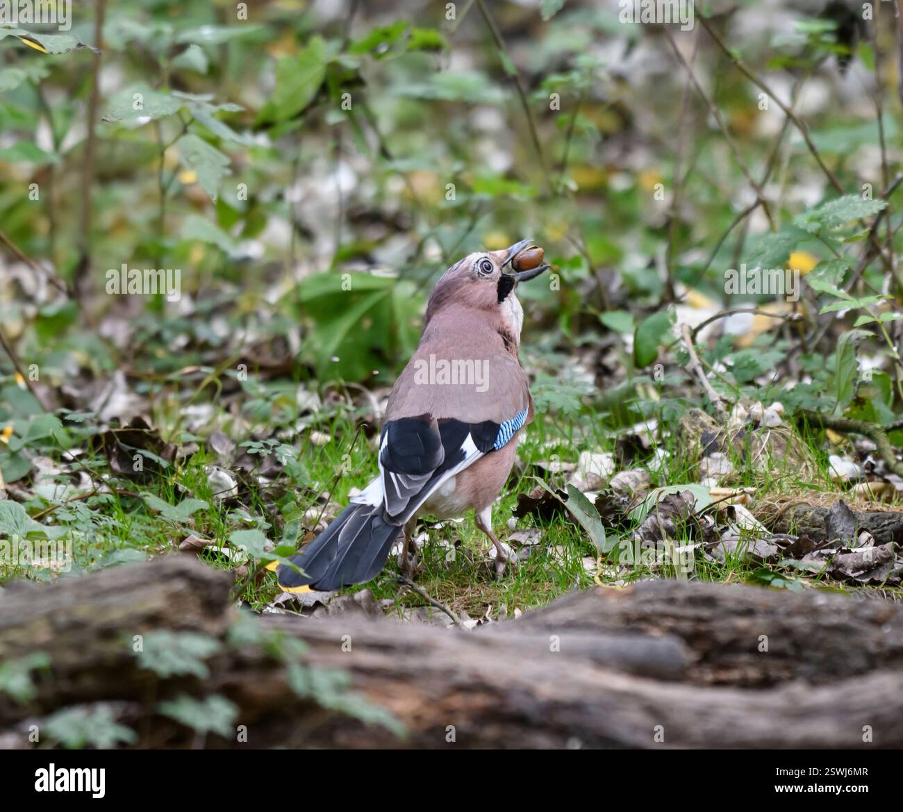 Eurasier jay Garrulus glandarius, auf der Suche nach Eicheln auf Waldboden, Cleveland, England, Großbritannien, Oktober. Stockfoto