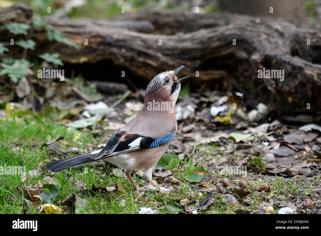 Eurasier jay Garrulus glandarius, auf der Suche nach Eicheln auf Waldboden, Cleveland, England, Großbritannien, Oktober. Stockfoto